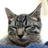 とうきび茶 的头像