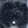 maceo's profile picture