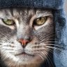 Profilbild von Hawk Eye