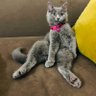 Profilbild von smartcat4u