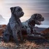Profilbild von Lordstones Kennel