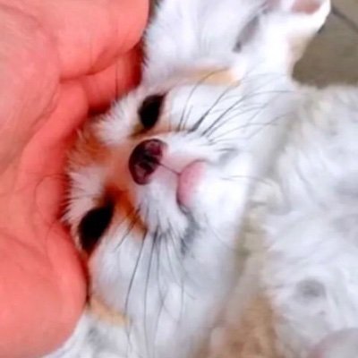 ᅟ's profile picture