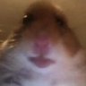 Nipata's profile picture