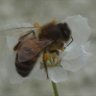 Beeornottobee37 profil fotoğrafı