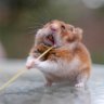 anonhamster profil fotoğrafı