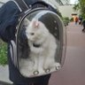 Los Gatos sin Madrid profil fotoğrafı
