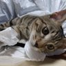 ながさきhukusan(ふくさん)🐱🐾🌸🦅🔥 的头像