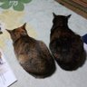 Profilbild von ゆみねこ