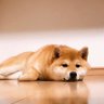 Фото профиля 柴犬 つむ