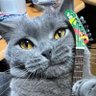 にょーたろー's profile picture