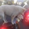 Nyoman D profil fotoğrafı
