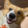 pai pai's profile picture