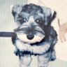Profilbild von トナ