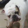 Bulya's profile picture