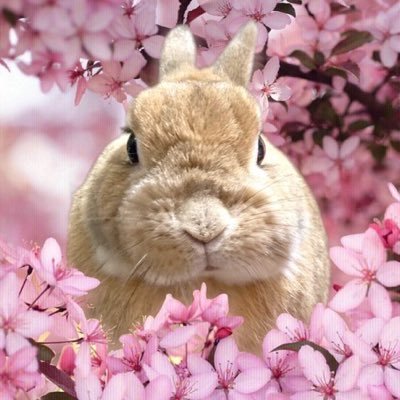 ねこっち's profile picture