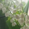 Lilyofthevalley's profile picture