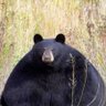 Mtnbear profil fotoğrafı