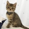Profilbild von aitora😊🤝🐱愛寅
