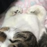 Profilbild von 집사와 고양이