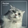 lovely_kurb's profile picture
