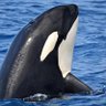 Orca BYM's profile picture