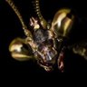 ShadowMantis 的头像