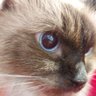 لولا profil fotoğrafı