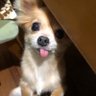 char's profile picture