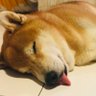 騎士不想出任務's profile picture