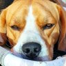 🇵🇸Almirante Beagle profil fotoğrafı