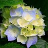 匿名希望 profil fotoğrafı