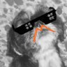 北犬(kita-innu)'s profile picture