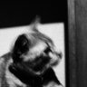 Cone's profile picture
