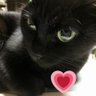 Фото профиля クロという名の猫