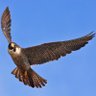عربي الهوى profil fotoğrafı