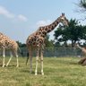 the giraffe 的头像
