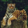 KASMEKO's profile picture