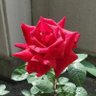 日本酒's profile picture