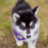 Purpledawgsuw 的头像