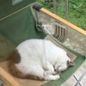 マジマグロの夢 的头像