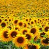Фото профиля 🇺🇦🌻Ali olli Hal Berry, 今、so girly🌻🇺🇦