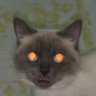 sevinme08's profile picture