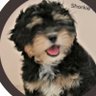 Gina🐶❤️'s profile picture