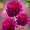 Фото профиля S.Anbuselvan