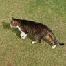 Фото профиля くつしたねこ