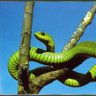 Boomslang profil fotoğrafı