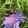 Blumenfreundin's profile picture