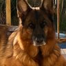 Pirro Pirrone profil fotoğrafı