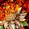 Фото профиля Amanda🌻