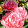 しょうこ profil fotoğrafı